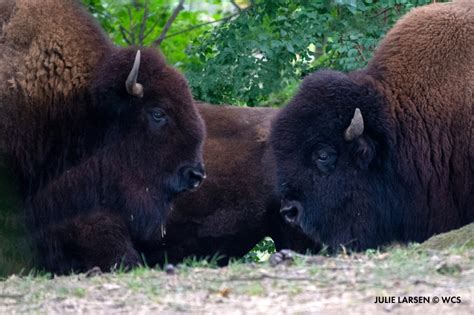 Queens Zoo on Twitter: "Happy Fourth of July from all of us at the ...