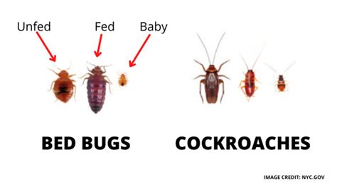 Baby Cockroach vs Bed Bug - Bed Bugs Removal Guide