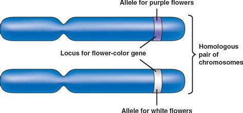 alleles.html 14_04Alleles_L.jpg