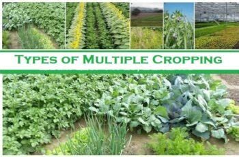 Basic 3 Types of Multiple Cropping with examples - Basic Agricultural Study