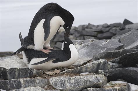 Adelie Penguins Mating Antarctica Photograph by Flip Nicklin