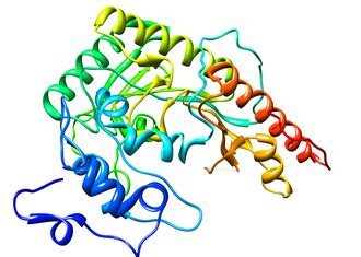 Rabdomiolisis - Wikipedia Bahasa Melayu, ensiklopedia bebas