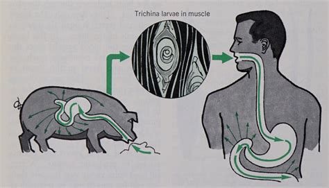 nemfrog - “Life cycle of the trichina worm.” Modern Biology....