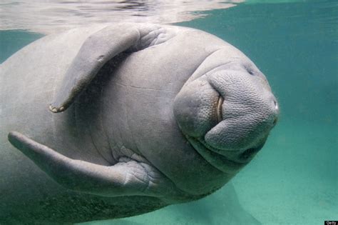 20 Photos Of Manatees Doing Manatee Things And Being Very Cute (PHOTOS) | HuffPost