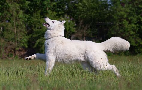 File:Berger Blanc Suisse7.png - Wikimedia Commons