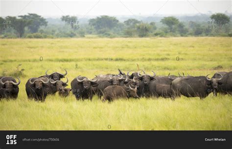 African Buffalo Herd Looks on in Refuge in Uganda stock photo - OFFSET