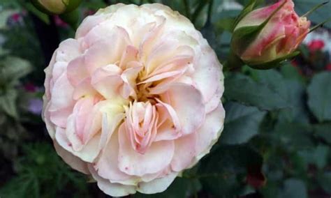 English Roses: The 15 Most Popular And Beautiful Varieties