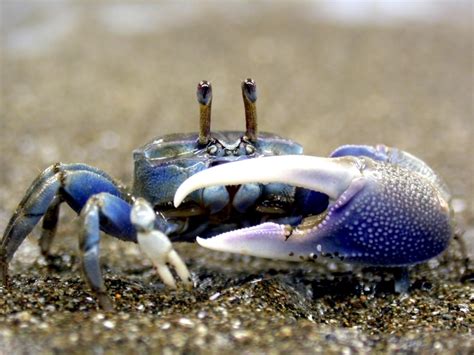 Fiddler Crab – "OCEAN TREASURES" Memorial Library