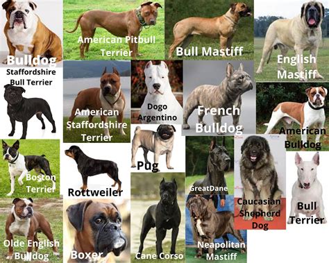 What Are 'Bully Dog' Breeds? Why Do We Call Them Bullies? | Bully dog, Bully breeds dogs, Dog breeds