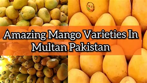 Mango Varieties In Multan Pakistan | Must Watch | Life With Abbas | - YouTube