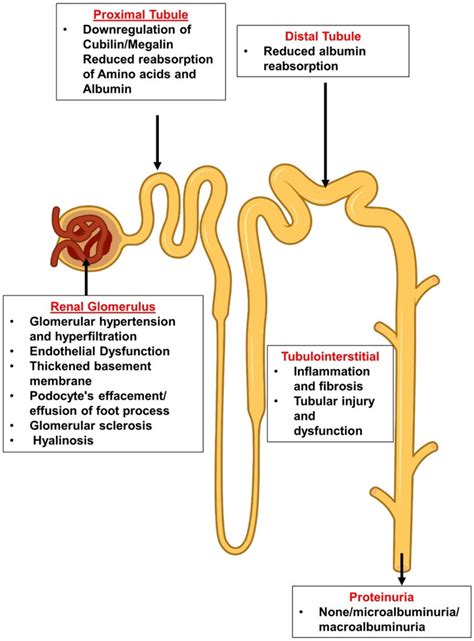 Cells | Free Full-Text | Diabetic Proteinuria Revisited: Updated Physiologic Perspectives