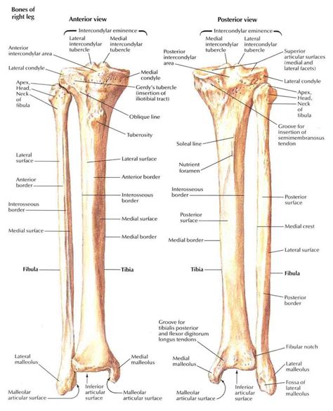 Tibia and Fibula (1) in 2023 | Anatomy bones, Medical anatomy, Human anatomy and physiology