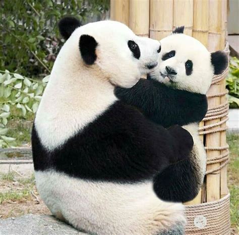 Cute Adorable Animals | Funny panda pictures, Cute baby animals, Baby panda bears