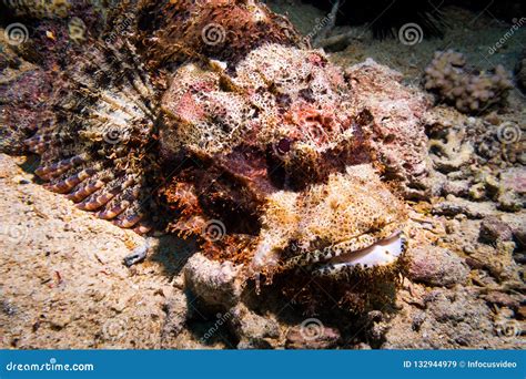 Venomous scorpion fish stock image. Image of scorpion - 132944979