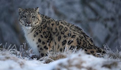 Hundreds of rare snow leopards killed illegally every year, study says | The Japan Times