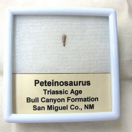 Peteinosaurus tooth? - Fossil ID - The Fossil Forum