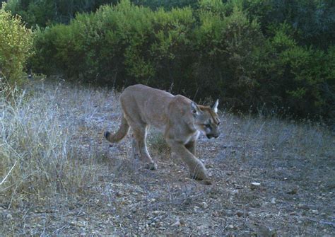 Mountain lion alert sent out for South Peninsula