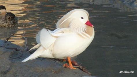 Variety exotic ducks geese and swans | Other Pets for sale in Cape Town ...