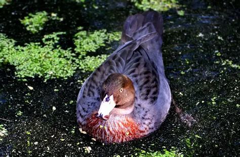 Blue Duck - Description, Habitat, Image, Diet, and Interesting Facts