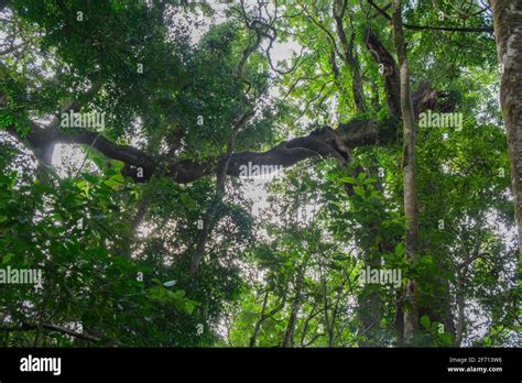 Trails of Bunya Mountains Stock Photo - Alamy