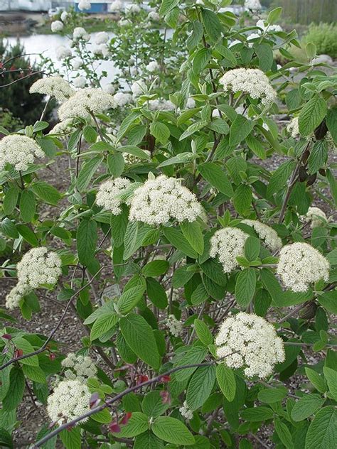 Amazon.com: Viburnum X pragense (Prague Viburnum) Shrub, pink buds & white flowers, #3 - Size ...