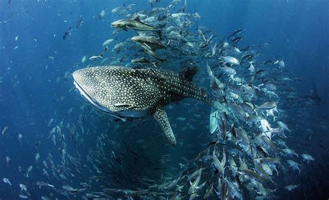 Photos Fish Sharks Underwater world Whale shark animal