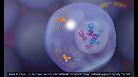 Meiosis animation - YouTube