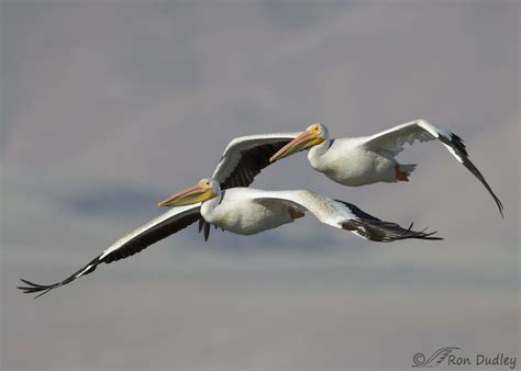 Pelicans Flying Tandem – Feathered Photography