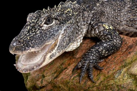 Chinese alligator: habitat and characteristics