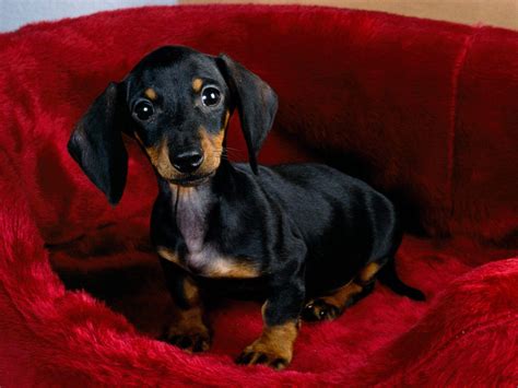 Wiener Dog Wallpapers - Wallpaper Cave