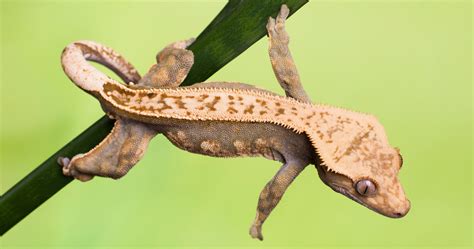 The Crested Gecko Care Guide — Mother Nature