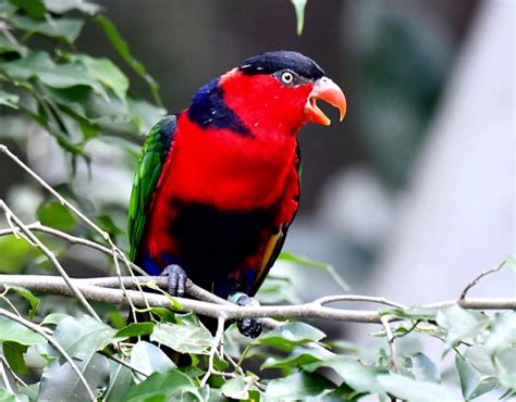 Tentang Burung Nuri Kepala Hitam Disertai Gambar dan Videonya - HoBinatang