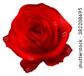 Red Rose On White Background Free Stock Photo - Public Domain Pictures