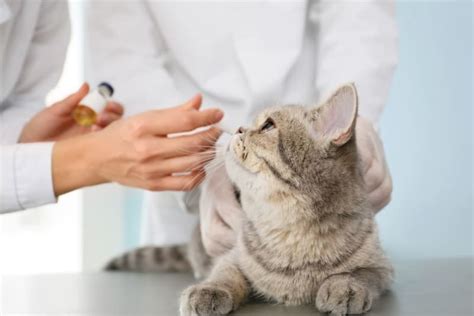 Cat Rabies Vaccine: Schedule, Cost, and Side Effects