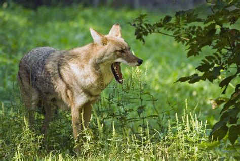 Coyote Showing Teeth Royalty Free Stock Photo - Image: 9153245