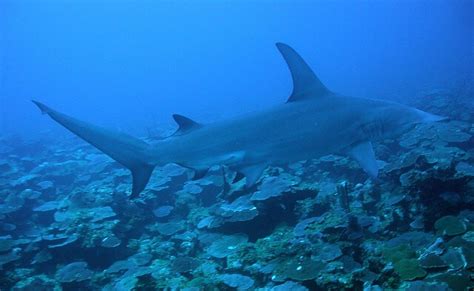 Shark attack survivors fighting to ban fin soup - Greener Ideal