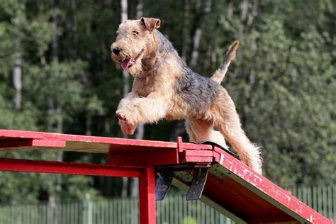 12 Types of Dog Competitions: A Complete Overview | Hepper