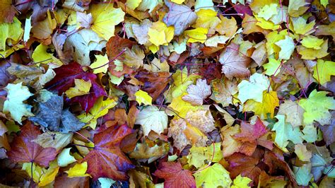 Clear Your Yard: How to Compost Leaves