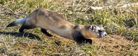 Ferret Symbolism - Spirit Animal Totems