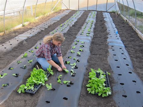 IowaVegetables: How about harvesting lettuce for thanksgiving