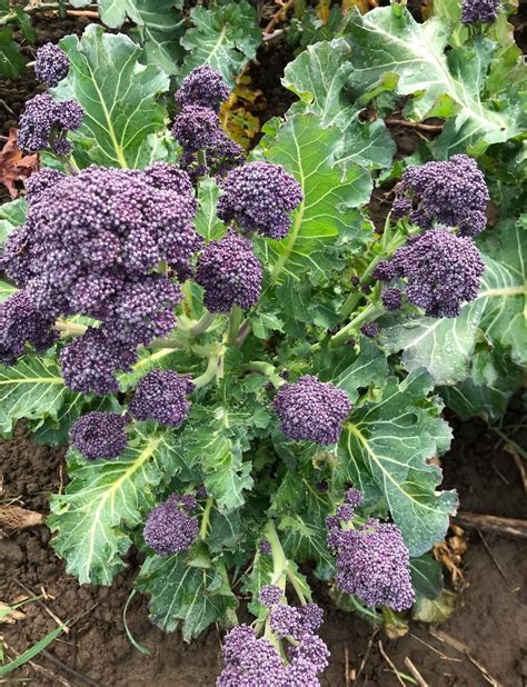 Broccoli: Purple Sprouting (1.25 lb bunch)