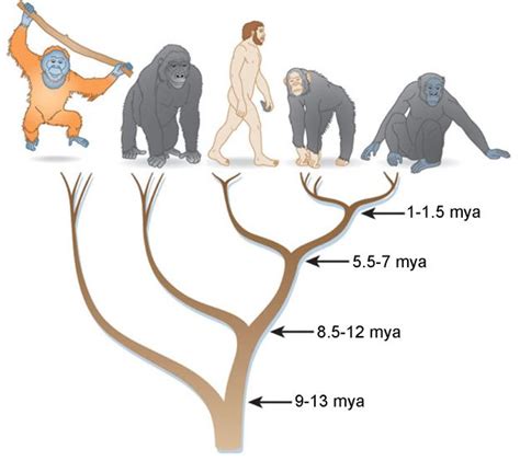 Primate Speciation: A Case Study of African Apes. Biological ...