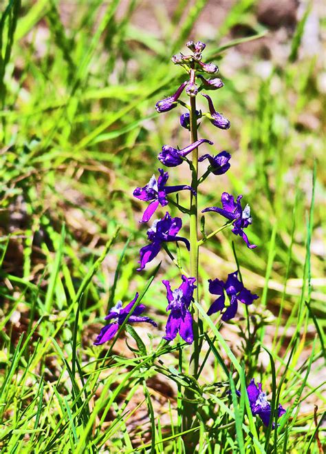 Wild Purple Larkspur Delphinium Photograph by Joyce Dickens - Pixels