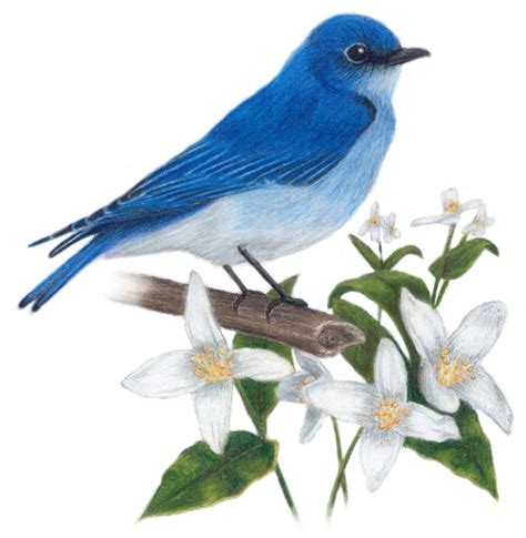 Idaho State Birds and Flower: Mountain Bluebird / Sialia currocoides ...