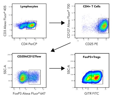 T Cell Markers Flow Cytometry | Hot Sex Picture