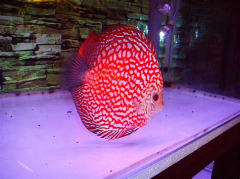 Red Map Discus Fish