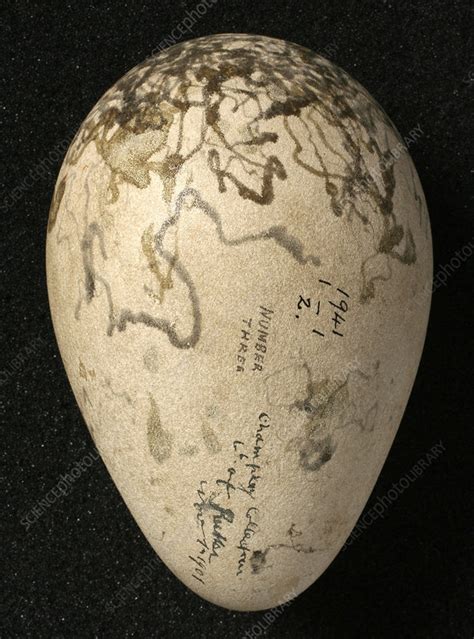 Great auk egg - Stock Image - C010/8594 - Science Photo Library