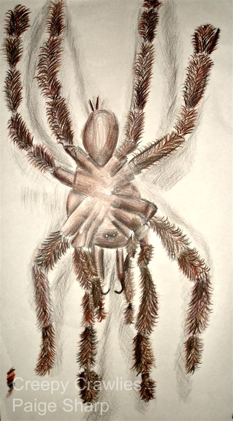 Creepy Crawlies: Spider drawing (Primary Source) by nerdsharpie on ...