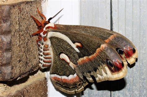 Cecropia Moth, description, size, photographs