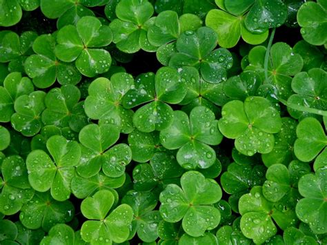 Shamrock Backgrounds Wallpapers - Wallpaper Cave